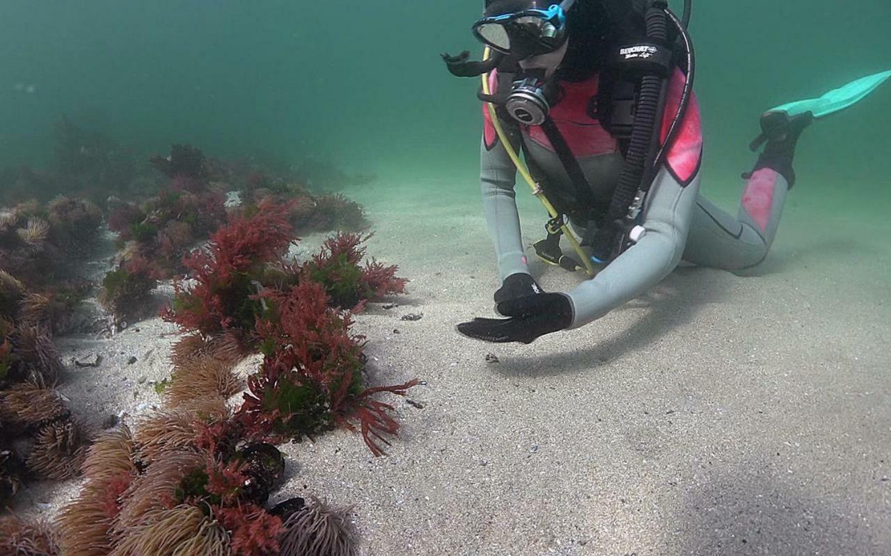 Casinas Marineiras Villa Portosin Eksteriør bilde
